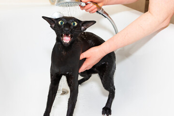 Black oriental cat taking bath in bathroom. Wet black cat in bathtub