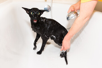 Black oriental cat taking bath in bathroom. Wet black cat in bathtub