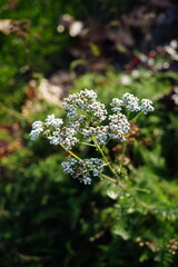 close up of Common yarrow (Achillea millefolium) with delicate white flower clusters blooming in a natural meadow.