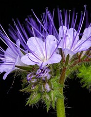 Close-up of a Phacelia flower with purple petals and long stamens.
