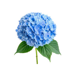 Blue Hydrangea flower with leaves