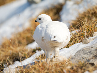 Lagopède alpin femelle (Lagopus muta) en plumage blanc d’automne dans les Alpes, évoluant entre neige, rochers et pelouses alpines