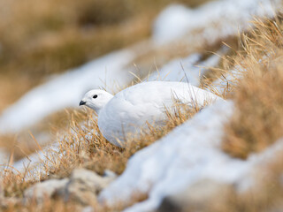 Lagopède alpin femelle (Lagopus muta) en plumage blanc d’automne dans les Alpes, évoluant entre neige, rochers et pelouses alpines