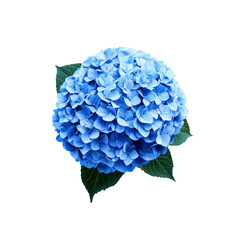 Blue Hydrangea Flower on Transparent Background