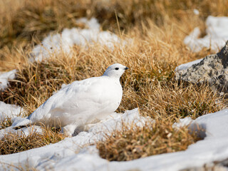 Lagopède alpin femelle (Lagopus muta) en plumage blanc d’automne dans les Alpes, évoluant entre neige, rochers et pelouses alpines