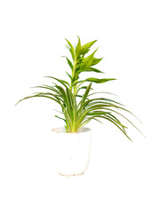 Vibrant spider plant in white pot on black background studio shot