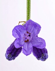 Close-up of a Purple Larkspur Flower with Water Droplets.