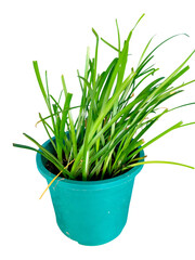 Vibrant Green Grass in Teal Pot Against a Black Background Beauty