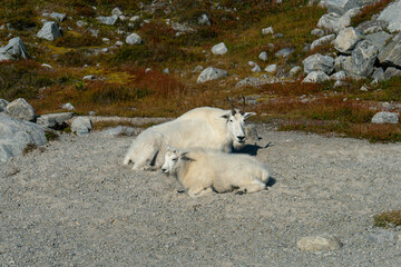 Fototapeta premium Mountain goats rest. A mother and kid lay on the ground in a mountain setting.