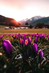Obraz premium Vibrant Crocus Flowers Blooming at Sunset in Mountain Landscape
