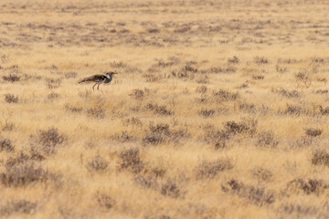 The Kori Bustard -Ardeotis kori- is considered to be the largest flying bird of Africa. Here it is seen walking on the plains of Etosha National Park, Namibia.