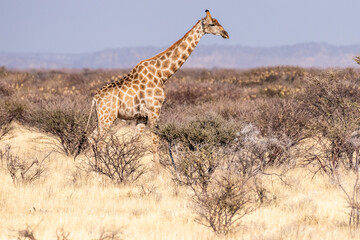 An Angolan Giraffe -Giraffa giraffa angolensis- standing on the plains of Etosha national park, Namibia.