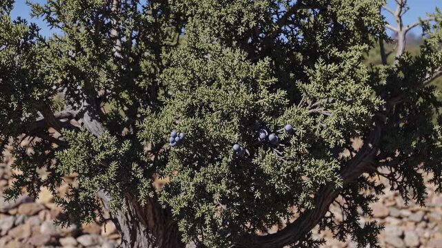 Close-up video shot of a juniper tree with berries, captured from a low angle, highlighting the intricate texture and natural greenery.