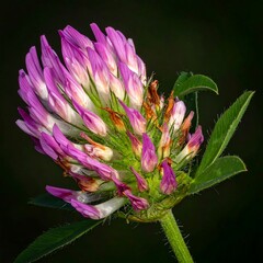 Close-up of a Red Clover Flower in Bloom.