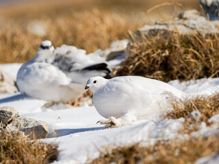 Couple de Lagopèdes alpins (Lagopus muta) en plumage blanc d’automne, évoluant entre neige, rochers et pelouses alpines dans les Alpes françaises