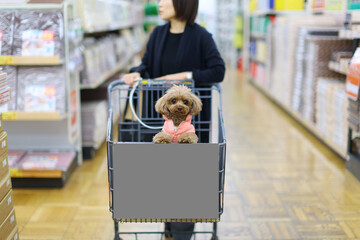 飼い主さんとショッピングセンターでお買い物をするトイ・プードル