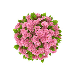 Hydrangea flowers bloom in a round lush bush
