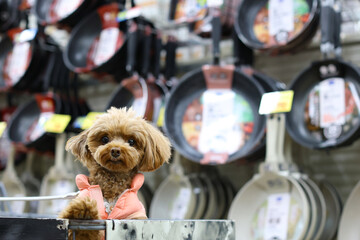 飼い主とフランパンを買いに来たトイ・プードル