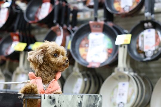 飼い主とフランパンを買いに来たトイ・プードル