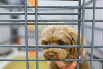 カートの隙間から顔を出すトイ・プードル