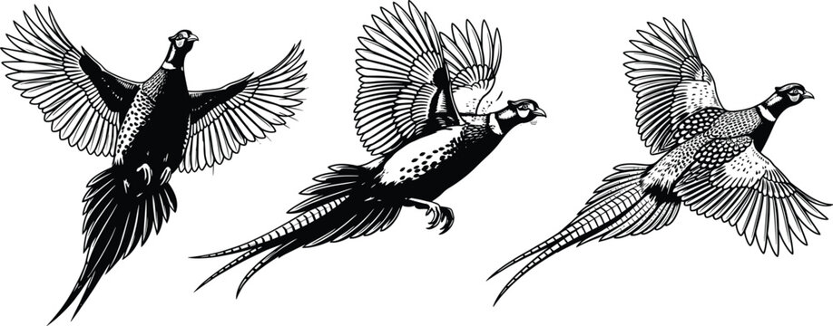 Pheasant, bird, flying, wings, tail, feathers, wildlife, nature, black, white, silhouette, illustration, flight, animal, motion, drawing, detailed, posture, airborne, elegant