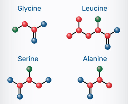 Amino acids glycine (Gly), alanine (Ala), serine (Ser) and leucine (Leu) molecular structures. Molecular model. Vector Illustration