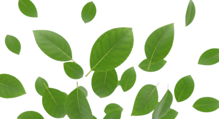Scattered green leaves against a dark background