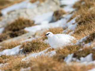Lagopède alpin mâle (Lagopus muta) en plumage blanc d’automne dans les Alpes, évoluant entre neige, rochers et pelouses alpines