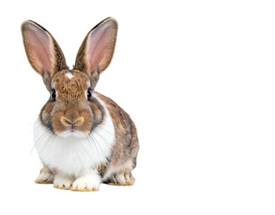 Obraz premium Brown and white rabbit with large ears and white chest