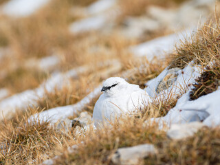 Lagopède alpin mâle (Lagopus muta) en plumage blanc d’automne dans les Alpes, évoluant entre neige, rochers et pelouses alpines