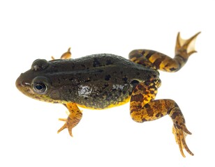 Close-up of a Spiny Reed Frog on White Background.