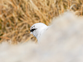 Lagopède alpin mâle (Lagopus muta) en plumage blanc d’automne dans les Alpes, évoluant entre neige, rochers et pelouses alpines