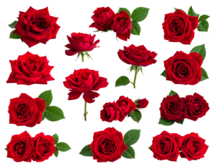 Collection of deep red roses, some with buds and leaves