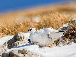 Lagopède alpin mâle (Lagopus muta) en plumage blanc d’automne dans les Alpes, évoluant entre neige, rochers et pelouses alpines