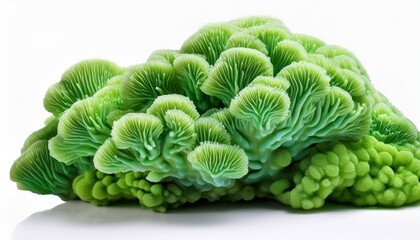 Obraz premium detailed view of vibrant green coral formations against a white isolate background showcasing intricate structures and textures