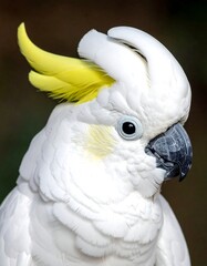 Close-up of a Sulphur-crested Cockatoo with Yellow Crest Feathers.