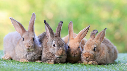 Healthy lovely baby bunny easter rabbit eating food, carrot, grass on green garden nature background. Cute fluffy rabbits with green vegetables, nature life. Symbol of easter day.