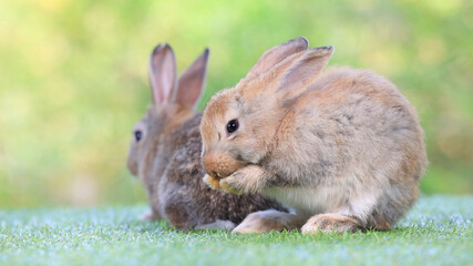 Healthy lovely baby bunny easter rabbit eating food, carrot, grass on green garden nature background. Cute fluffy rabbits with green vegetables, nature life. Symbol of easter day.