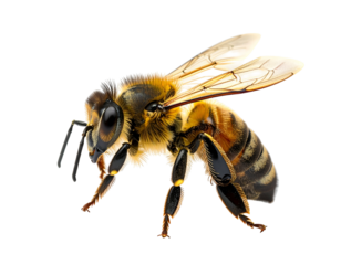 Detailed close-up of a flying honeybee on a transparent background