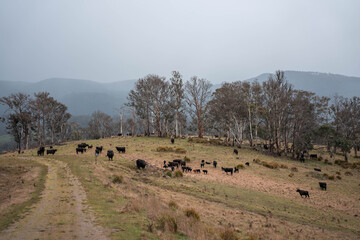 beef angus cows in a field on a farm in tasmania australia. English cattle in a meadow grazing on pasture in springtime. Green grass growing in a paddock on a sustainable agricultural ranch.