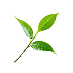 Green Tea Leaves Isolated on Transparent Background