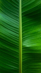 Close-up of a Vibrant Green Banana Leaf Texture.