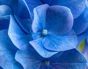 Close-up of a Vibrant Blue Hydrangea Flower Blossom.