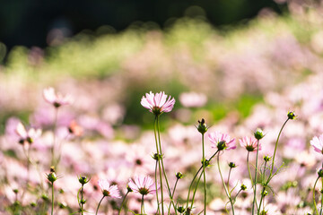 逆光に輝くピンク色のコスモス畑と玉ボケのコピースペース