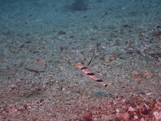 砂地で暮らす魚のヒレナガネジリンボウ