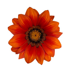 オレンジ色のガザニアの花