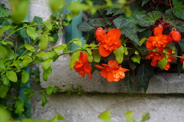 Tuberous begonia (Begonia × tuberhybrida) in full bloom.