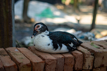 Obraz premium Muscovy duck resting on a brick wall outdoors