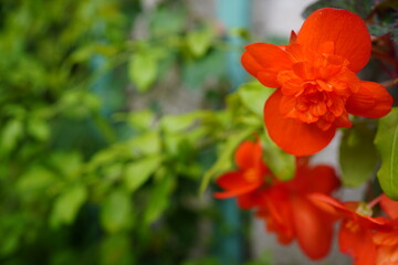 Tuberous begonia (Begonia × tuberhybrida) in full bloom.