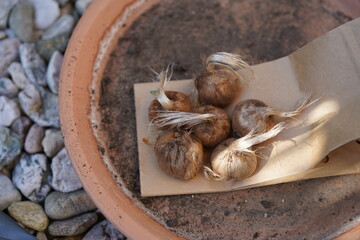 A close-up of Crocus sativus bulbs (saffron crocus) ready for planting.